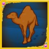 camel - arabian nights