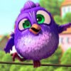 purple bird with slanting eyes - birds!