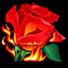 fire rose - burning desire