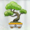 bonsai tree - geisha wonders