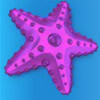 starfish - great blue