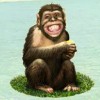 chimpanzee - happy jungle