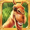 camel - hidden