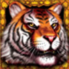 wild symbol - king tiger