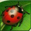 ladybug - lucky ladys charm deluxe