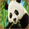 scatter - lucky panda