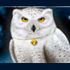 white owl - magic owl