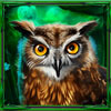 wise owl - mystic moon