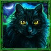 black cat - mystic moon