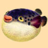 fish fugu - ninja chef