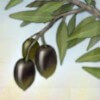 olive branch - pandoras box