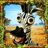 zebra - safari sam
