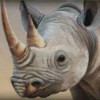 rhinoceros - safari