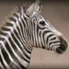 zebra - safari