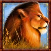 a lion - savanna king