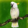 white parrot - secrets of the amazon