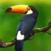 toucan - secrets of the amazon