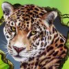 leopard - secrets of the amazon