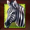 zebra - stampede