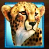 cheetah - stampede