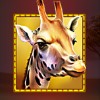 giraffe - stampede