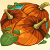 pumpkin - sweet harvest