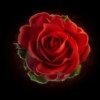 rose flower - the phantom of the opera